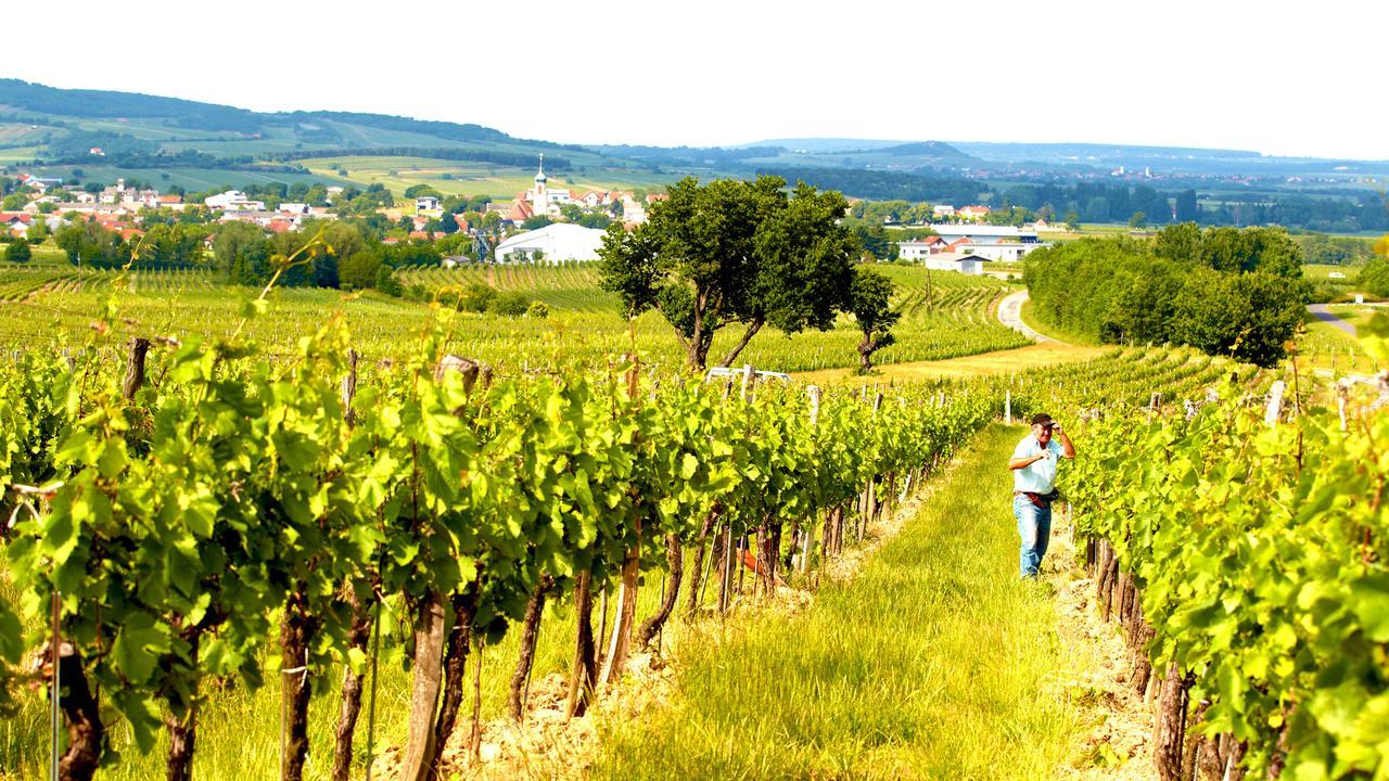 Iby-Lehrner Wein-Gut Und Wein-Traeumerei Horitschon Экстерьер фото
